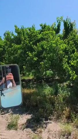 A person's hand is visible in the side mirror of a vehicle. The vehicle appears to be driving on a dirt road through an orchard. The trees are lush and green, and the sky is blue. Another vehicle is visible in the distance, kicking up dust as it drives. The interior of the vehicle shows a blue dashboard. The scene suggests a rural, agricultural setting on a clear, sunny day.