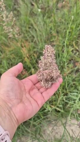 A hand holds a cluster of dried grass seeds. The hand is open with the palm facing upward, and the grass seeds are resting in the center of the palm. The grass seeds are small and brown. The background is a field of green grass with some dried grass and small white flowers. The lighting is natural and overcast.
