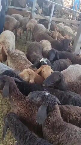 A high-angle, medium shot shows a flock of sheep packed tightly together in an outdoor enclosure. The sheep are of various colors including black, brown, tan, and white. Their heads are mostly lowered as they are confined in the pen. Some sheep have white markings on their faces. The ground appears to be covered in straw or dry grass. A wooden fence or structure is visible in the background. The lighting suggests it is daytime.