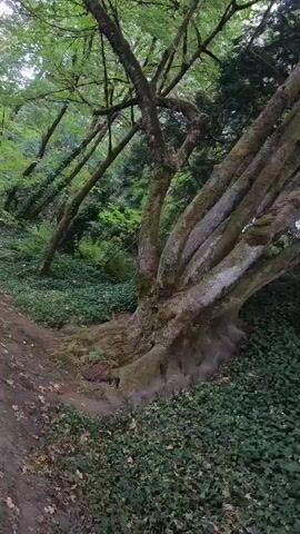 The video shows a close-up view of a large tree with mossy bark and multiple thick branches. The tree is situated in a lush, green forest with ivy covering the ground and other trees in the background. The camera moves slowly, giving a detailed view of the tree's texture and the surrounding foliage. Sunlight filters through the leaves, creating a dappled effect. The path in front of the tree appears to be made of dirt and fallen leaves. The overall atmosphere is serene and natural, suggesting a tranquil woodland setting.