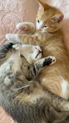 This video shows two kittens sleeping on a pink textured blanket. One kitten is orange and white, lying on its back with its paws up. The other kitten is gray and white tabby, curled up on top of the orange kitten and appears to be sleeping deeply, with its face tucked into the orange kitten's chest. The camera is positioned directly above the kittens.