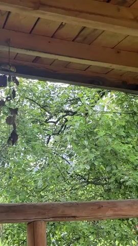 The video shows a view from a wooden porch overlooking trees. The porch has a wooden ceiling and a wooden railing. A metal pipe runs vertically down from the ceiling and is secured with rope. String lights with colorful bulbs hang from the ceiling. The view beyond the porch railing is of lush green trees. The lighting is natural, and the scene appears to be set outdoors in a wooded area.