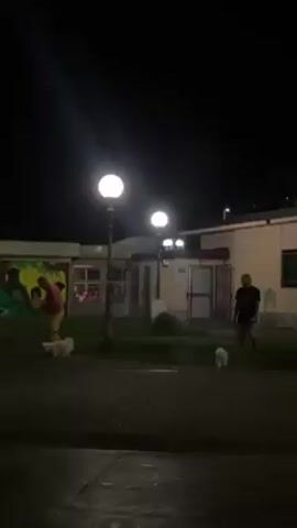 The video depicts an outdoor night scene. Three lampposts illuminate a paved area. Two individuals, each with a small white dog on a leash, are present. One person is on the left side of the frame, wearing light-colored shorts and a darker shirt. The other is on the right, wearing dark clothing. In the background is a low building with a door and several windows; a mural is partially visible on the left side of the building. The dogs appear to be walking on the pavement.