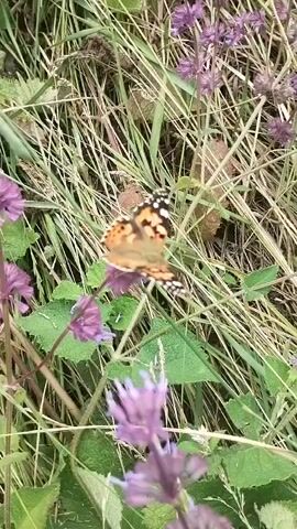 A painted lady butterfly rests on a purple flower. The butterfly is mostly orange with black and white markings. It is positioned on a single purple flower. The background consists of dry grass and some green leaves. The butterfly does not move during the video.