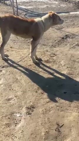 The video shows a medium-sized, tan and white dog standing on a dirt and gravel surface. The dog is leashed with a chain. There are patches of snow or ice in the background. The sun is casting a long shadow from the dog and the chain. The dog appears to be looking towards the right.