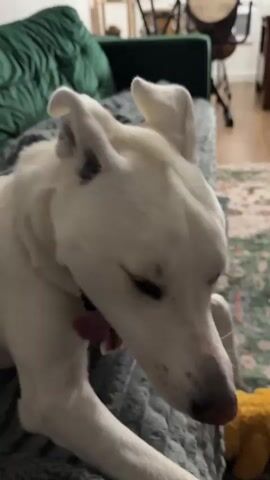 A white dog with blue eyes is on a gray couch. The dog is licking a person's hand and is wearing a red collar. The person's hand is covered by a dark sleeve. The dog's mouth is open and its tongue is visible. The dog's ears are erect. The background is slightly blurred and appears to be a living room with a green couch and a rug.