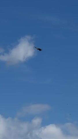 The video captures a bird with outstretched wings soaring through a clear blue sky with scattered white clouds. The bird is silhouetted against the sky, making its specific species unclear, but it appears to be a raptor. The camera follows the bird as it moves from the top left of the frame towards the center and then to the bottom right, navigating around a large, fluffy cloud. The scene is natural and peaceful, with the bird appearing to be in natural flight.