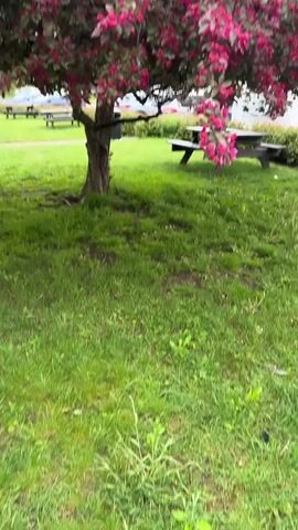 The video shows a flowering tree with red flowers and dark leaves, with a picnic table visible underneath. The camera pans up to show the full tree, then zooms in on a branch with the red flowers. The background includes green grass and other trees. The day appears overcast.