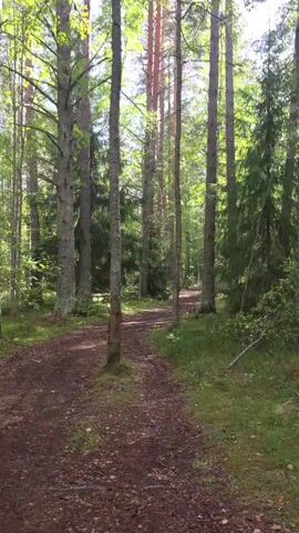 The video shows a path through a forest. The path is covered in dirt and pine needles. Tall pine trees line the path, with a few deciduous trees mixed in. Sunlight filters through the canopy, casting dappled light on the forest floor. The scene appears to be peaceful and serene, suggesting a natural and undisturbed environment. There are no people or animals visible in the video. The overall impression is one of a tranquil walk in a wooded area.