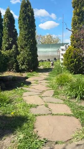 The video captures a bright, sunny daytime scene in a garden, likely in Pervorechenskoye, Russia. The main subject is a small, light-colored dog, possibly a terrier mix, wearing a harness. It walks and trots along a winding garden path made of irregular, flat flagstones.

The path is bordered by lush green grass, with some dandelions visible, and flanked by tall, slender evergreen trees, possibly conifers or thuja, on either side. In the background, a large greenhouse or poly-tunnel structure is visible, hinting at gardening activities. The sky is clear blue with scattered white clouds, indicating pleasant weather.

The dog appears happy and energetic, wagging its tail as it confidently walks towards and then past the camera. It briefly looks back before continuing down the path. The scene conveys a sense of tranquility and natural beauty, with vibrant greenery under bright sunlight. There is no visible text in the media file.