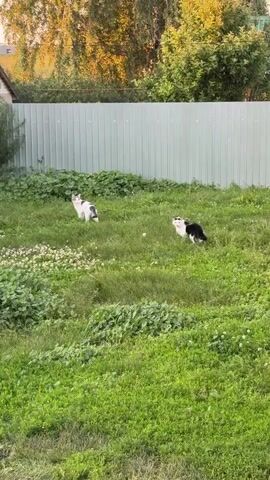 Two cats are in a grassy yard in front of a light green corrugated metal fence. The cat on the left is mostly white with black markings on its head and tail. It is facing left and looking up. The cat on the right is mostly black with white markings on its face and chest. It is facing right and looking forward. The grass is tall and green with some small white flowers scattered throughout. The background shows more greenery and a hint of trees. The video captures a few seconds of the cats standing still in the yard.