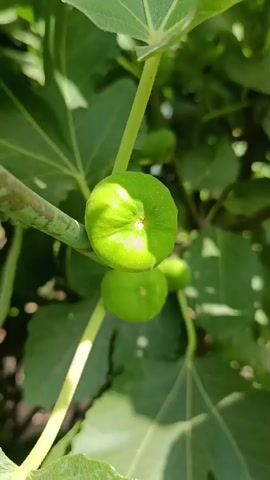 The video shows a close-up of a fig tree with several green figs. The camera pans and zooms slightly, focusing on the different figs and leaves. The lighting suggests it is daytime, possibly outdoors with sunlight filtering through the leaves. There are no people or animals visible. The overall environment appears to be natural, likely a garden or orchard.