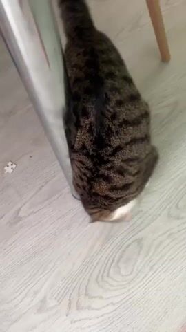 A tabby cat is playing with a metal table leg in a room. The cat is rolling on its back, kicking and batting at the leg with its paws. The room appears to be a home, with a wooden floor and a puzzle piece visible on the floor. The cat seems playful and energetic. The lighting suggests it is daytime.