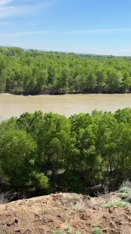 The video shows a crow flying across a wide, muddy-looking river. Lush green trees line both banks of the river. The crow flies from behind the foreground trees, over the water, and then over a small section of land sticking up from the water, before continuing to the opposite bank. The day appears to be sunny and clear.
