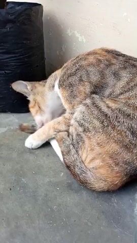 A calico cat is grooming itself by licking its paw, which is tucked under its chin. The cat is sitting on a concrete floor next to a black plastic bag and a beige wall. The cat has green eyes and is looking towards the camera. The video is from a close-up, side angle.