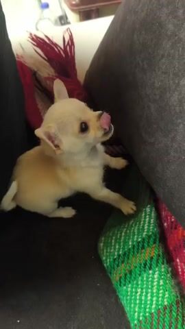 A small tan Chihuahua puppy interacts with a person and several colorful woven blankets or pillows on a dark brown upholstered surface, likely a couch or sofa. The puppy is light tan with white markings and has large ears. The blankets are green and red, with fringe. A hand reaches down to move the puppy and tug on the red fringe of one blanket, which the puppy tries to catch with its paws. The camera angle suggests the video is being taken by someone sitting on the couch. The background shows a white floor, a bottle of clear liquid, and some furniture. A dark black pillow is also present. The puppy alternates between lying down and moving around, trying to interact with the blankets and the person's hand.