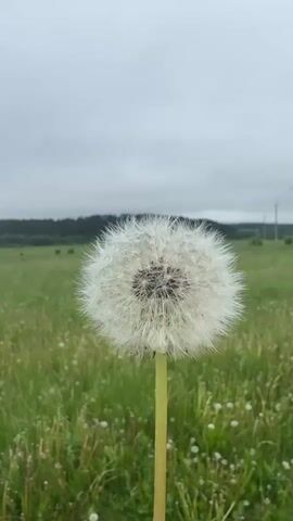 The vertical video features a close-up of a dandelion in its seedhead stage, standing prominently in a lush green field. The dandelion's white, feathery pappus is fully formed. In the background, a vast expanse of green grass stretches towards a dark line of trees on the horizon, suggesting a forest or distant hills. The sky above is overcast and grey.

At the beginning of the video, the dandelion is intact. A sound of blowing is heard, and then the camera slightly shakes as someone (unseen) blows directly onto the dandelion. This action causes a significant portion of the dandelion's seeds, with their delicate parachute-like structures, to detach and float away in the air to the left, carried by the breath. The remaining seeds on the dandelion are visibly fewer, leaving a partially bare seedhead. The scene evokes a classic moment of interacting with nature, commonly associated with making wishes. The setting is rural, likely in Alnashi, Russia, given the provided context.