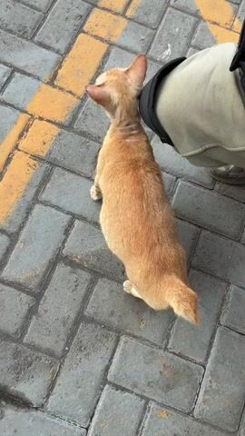 An orange cat stands on a paved surface next to a person's leg. The cat rubs its face against the person's leg and then looks up at the person. The person's leg is wearing khaki pants and a blue and black sleeve. The paved surface is made of gray and yellow rectangular bricks. The video is shot from a high angle looking down.