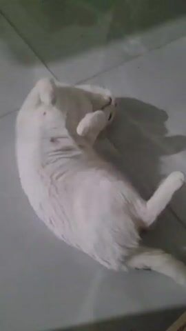 A white cat lies on its back on a tiled floor. The cat looks up, then rolls over and begins grooming itself.