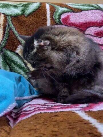 The video shows a fluffy brown and black cat grooming itself. The cat is sitting on a blanket with a floral pattern and licking its paw and then using its paw to wash its face. A blue cloth with a drawstring is visible to the left of the cat. The video is shot indoors.