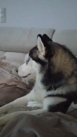 The video shows a husky dog lying on a couch and howling. The dog has white and gray fur, and bright blue eyes. It’s lying on a brown blanket with a white couch behind it. A light switch is visible on the wall behind the couch. The husky begins by yawning, then starts howling while looking upward.