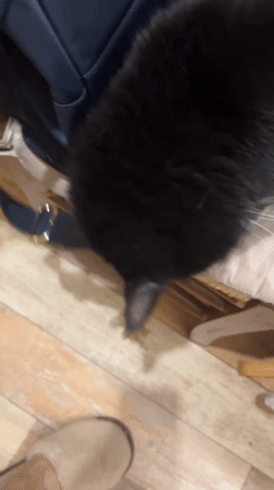 Cats and cockatiels coexist in a busy Ivanteyevka apartment