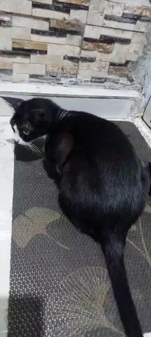 A black and white cat is shown sitting on a mat in front of a wall made of stone tiles. The cat is looking to its left with its head slightly lowered. The cat has white whiskers and green eyes. The mat is dark colored with a pattern. The wall has horizontal lines of light and dark colored stone tiles.