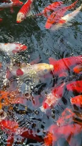 This video captures a feeding frenzy of koi fish in a pond. The fish, a mix of vibrant red, white, orange, and black, are densely packed and actively swimming, creating a swirling spectacle of color and movement on the dark water's surface. Some fish are clearly vying for food, with mouths open and bodies twisting.

A human hand with long, pointed, light-colored fingernails enters the frame from the left, reaching towards the water. The hand's presence seems to be the catalyst for the heightened activity of the fish, suggesting they are being fed. The scene is shot from a high angle, looking down into the pond.

The water appears murky and disturbed by the fish's vigorous movements. Sunlight filters down, reflecting off the water's surface and illuminating parts of the koi's scales. There are no discernible signs of the time of day or specific weather conditions, though the lighting suggests it is daytime. The location is identified as Thôn 5, Vietnam. No text is visible in the video. The overall impression is one of lively, natural activity, perhaps a tourist experience of feeding ornamental fish. The image of the koi fish evokes a sense of tranquility and natural beauty, juxtaposed with the energetic feeding behavior.