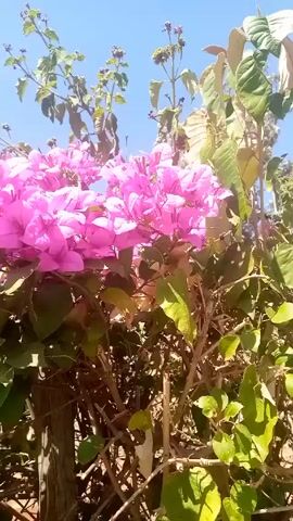 The video shows a bush of vibrant pink bougainvillea flowers against a clear blue sky. The camera pans and zooms slightly, revealing the bush's green leaves and branches, and a tree in the background. The flowers are clustered together, creating a dense and colorful display.  A wooden post is visible at the base of the bush.  The lighting is bright and sunny.