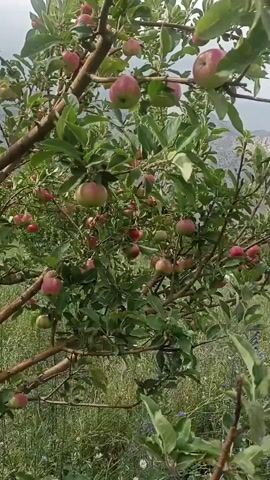 The video shows a close-up view of a young apple tree laden with ripe red apples. The tree is growing in a natural outdoor setting, with lush green grass and wild flowers visible in the background. The branches of the tree are laden with fruit, and the leaves are a vibrant green. The camera pans slowly across the tree, highlighting the different clusters of apples and the texture of the bark. The lighting suggests it is daytime, with bright, natural sunlight illuminating the scene. No people or animals are visible. The overall impression is one of abundance and natural beauty.