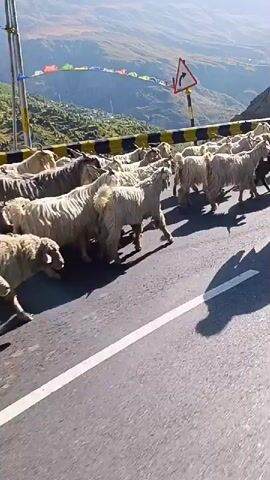 A herd of sheep and goats is walking on a paved road in a mountainous region. A man wearing a blue jacket is seen herding the animals. The sun is shining, casting long shadows. The road is bordered by a guardrail and a steep, rocky mountainside. There are prayer flags visible on the mountainside. A road sign indicating a sharp curve is also present. The perspective suggests the video is being recorded from a vehicle moving along the road.