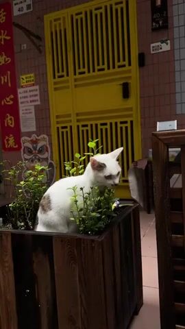 A white cat with brown markings sits in a wooden planter box filled with green plants. The cat is looking to the right. Behind the planter box is a yellow metal gate. To the left of the gate, there is a pink brick wall with some signs.