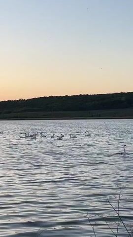 The video shows a landscape with a lake in the foreground. There are numerous white swans floating on the water. In the background, there's a green tree-covered hill or forest line beneath a pastel-colored sky, transitioning from a light blue to a pale orange as the sun rises. The camera abruptly shifts, blurring the view momentarily, before refocusing on a vibrant sunrise, now largely orange, with the sun peaking through silhouettes of trees. A dirt path, bordered by vegetation, leads towards the horizon where the sun is rising. Several birds are seen flying across the sky.