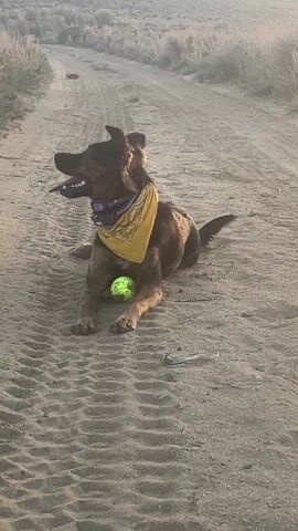 A medium shot shows a brindle-colored dog lying on a dirt road, panting with its tongue out. The dog is wearing a yellow bandana around its neck and has a small neon green ball between its front paws. The road is mostly dirt and sand, with vehicle tire tracks running along its length. Low-lying vegetation is visible on either side of the road.  A person can be heard saying "Truman, I love you" multiple times. A red ball is visible further down the road in the distance. The overall lighting suggests either early morning or late afternoon.
