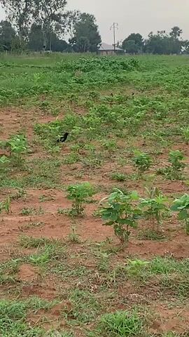 The video shows a bird walking in a field of young plants. The field is mostly dirt with patches of grass and the plants are green and leafy. The bird is black and white with a long tail. In the background, there are trees and a building. The sky is overcast.