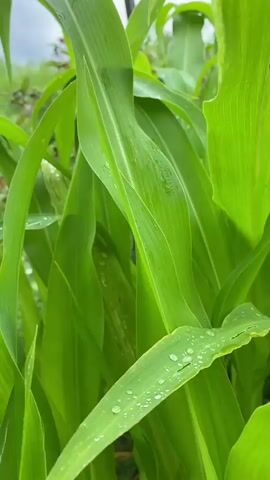 A close-up video shows lush green corn stalks with water droplets on their leaves. The camera moves slowly, offering different perspectives of the vibrant foliage. The background is slightly blurred, suggesting an outdoor, natural setting. The video focuses entirely on the textures and colors of the corn leaves, with no people or other discernible objects visible.