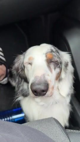 The video shows two distinct scenes. The first scene features a white and grey merle long-haired Dachshund dog with a black nose looking upwards inside a car, with a striped sleeve and a blue object visible in the background. The second scene shows a view from inside a car stopped at a crosswalk with red traffic lights. A person wearing a light-colored shirt and shorts is pushing a stroller across the crosswalk, walking from left to right under a large stone bridge with a metal structure. The car's side mirror reflects part of the car's interior. The sky is overcast.