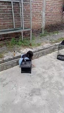 A young girl in a light blue shirt and dark pants kneels beside a black cage on a concrete surface. The cage's lid is open. A small bottle of liquid is visible on the ground to her left. Behind her is a brick wall and a metal shelf unit. She reaches into the cage. The scene then shifts to a birdcage on the concrete, with a small bird inside. The camera pans to an iguana on a stone wall.