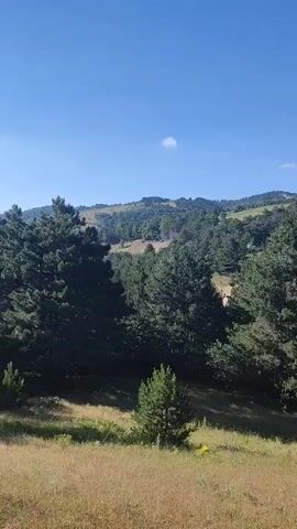 The video captures a landscape view under a clear blue sky with a single white cloud. The foreground consists of dry, yellow-brown grass. Behind the grass is a dense forest of green pine trees of varying heights. The trees extend into the midground, where they cover rolling hills. In the background, more trees and undulating terrain are visible, with some open, grassy areas interspersed. The overall impression is of a natural, undeveloped environment, likely a rural or mountainous region. No people or specific objects are clearly identifiable within the frame, aside from the natural elements of the landscape. The camera appears to be stationary or slowly panning across the scene.