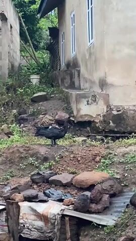 A shaky camera pans across a muddy, rocky yard adjacent to a tan building with white-framed windows. There are two ducks visible in the yard, one that is mostly black and one that is black and white. There is a black barrel near the building, and also some green ground cover.