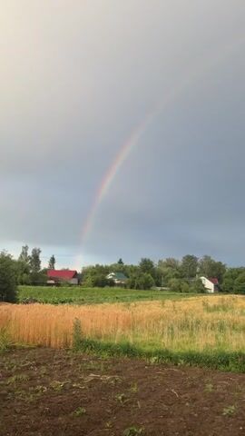 The video shows a rural landscape under a gray, overcast sky. A vibrant rainbow arcs across the sky from left to right. Below the rainbow, a field of golden wheat or barley stretches into the distance. Several houses with red and white roofs are visible nestled among trees on the far side of the field. In the foreground, a patch of dark soil is visible, with some green plants growing in it. The video appears to be a single, continuous shot, with no people or animals visible. The overall impression is one of a peaceful, rural scene after a rain shower.