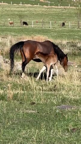 The video shows a brown horse grazing in a field with a brown foal standing beside it. The foal has white markings on its face and legs. The field has green grass and some dry, brown grass. In the background, there is a fence line and other horses grazing.