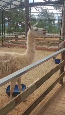 A person's hand is seen feeding a green vegetable to two llamas. One llama, a light brown color, is on the left, and the other, a white color, is on the right. They are standing in a sandy enclosure with a wooden fence. In the background, there is a metal structure with a translucent roof, trees, and more wooden fencing.