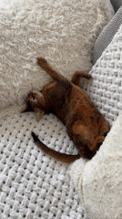 Abyssinian cat lounging on its back, green eyes open