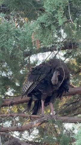 A turkey is perched on a tree branch, its body partially obscured by foliage. It appears to be preening or adjusting its feathers. The turkey is dark brown and black with lighter patterned wing feathers and pink legs. The background consists of green tree branches and leaves, with a bright sky visible through the gaps. The camera angle is from below the turkey, looking up into the tree.