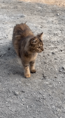 Two cats in a gravelly lot, Sumberjo