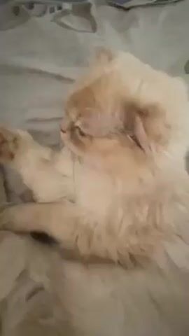 A close-up video features a light-colored, fluffy cat lying on a gray patterned bed sheet. The cat initially looks to its left, then turns its head towards the camera. It opens its mouth and briefly sticks out its pink tongue. The video's focus remains tight on the cat's face throughout.