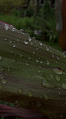 Rainy-day macro shots and cats resting in a Vietnamese backyard