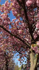 Cherry blossoms peak at Berlin park during spring afternoon