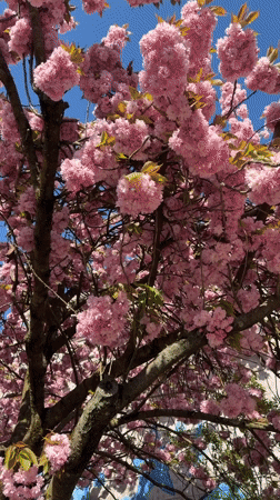 Cherry blossoms peak at Berlin park during spring afternoon